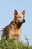 BOUVIER AUSTRALIEN 065